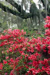 云满春山关残月优质全文阅读